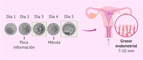 Gráfico comparativo de tasas de gestación según el día de transferencia embrionaria.