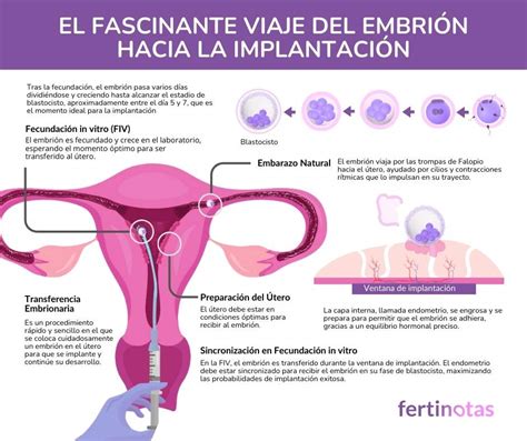 Representación esquemática de la ventana de implantación endometrial.