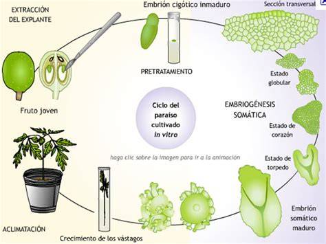 Esquema de las etapas de la embriogénesis somática