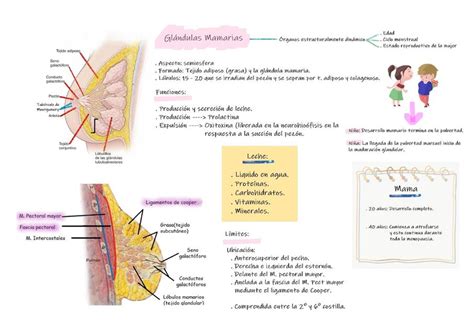 Esquema de las glándulas mamarias y sus cambios durante el embarazo y la lactancia.