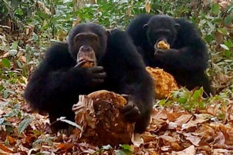 Chimpancés compartiendo alimentos de bajo valor nutritivo