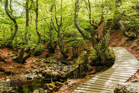 Bosque del Faedo en Ciñera de Gordón, con árboles centenarios y un arroyo.