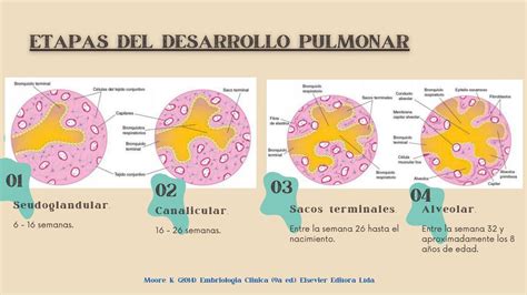Ilustración de las etapas del desarrollo pulmonar fetal