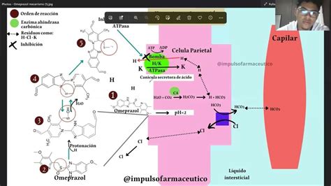 Esquema del mecanismo de acción del omeprazol en la célula parietal gástrica
