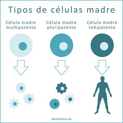 Infografía: Tipos de células madre y sus capacidades de diferenciación