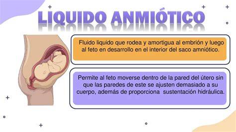 Diagrama del feto en el útero rodeado por el líquido amniótico