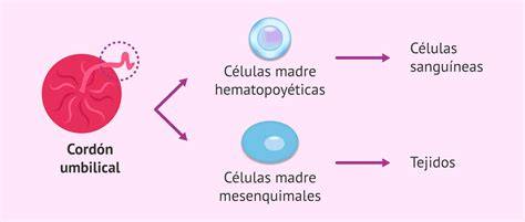 Esquema de las células madre del líquido amniótico y sus capacidades de diferenciación