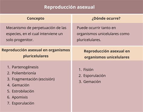 Esquema de la reproducción asexual en organismos unicelulares