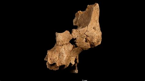 Fragmento facial izquierdo de un homínido asignado a Homo aff. erectus, descubierto en el nivel TE7 de la Sima del Elefante, Sierra de Atapuerca.
