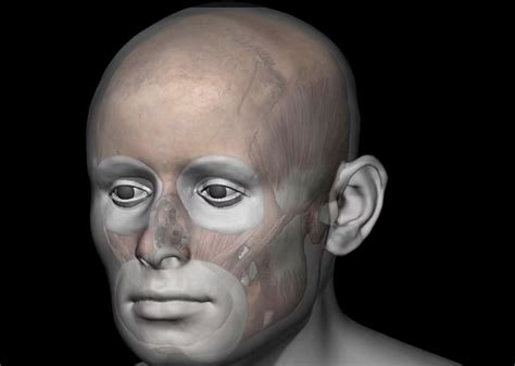 Reconstrucción facial en 3D del fragmento ATE7-1 (Pink), mostrando rasgos primitivos.