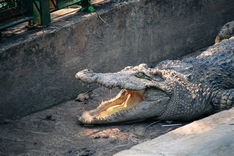 Foto de un cocodrilo del Nilo en su hábitat