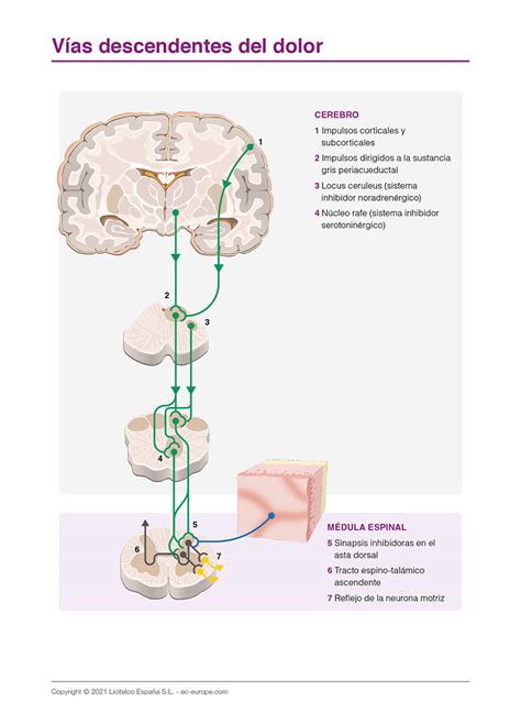 Esquema de las vías neurofisiológicas del dolor en el sistema nervioso