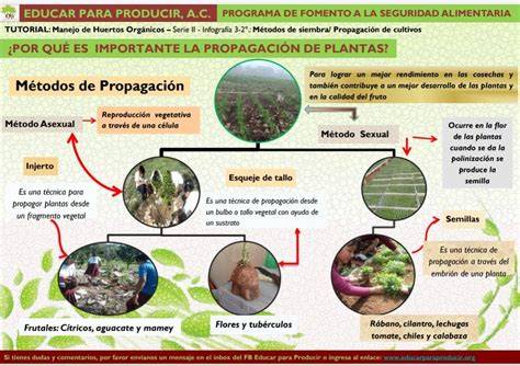 Esquema comparativo de métodos de propagación de plantas: esquejes, semillas, acodo