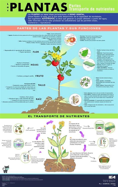 infografía detallando los nutrientes esenciales para las plantas y sus funciones