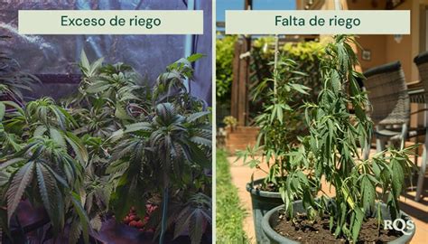 esquema comparativo mostrando los efectos del exceso y la falta de riego en las raíces de las plantas