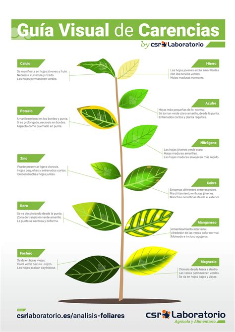 ilustración mostrando las diferentes señales visuales de deficiencia nutricional en las hojas de las plantas