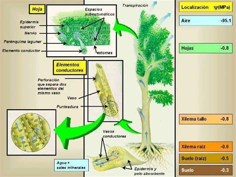 esquema mostrando la absorción de nutrientes a través de las raíces y las hojas de una planta