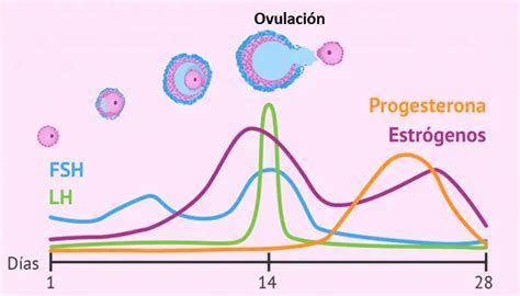 Esquema de las fluctuaciones hormonales clave en el posparto: estrógeno, progesterona, prolactina y oxitocina