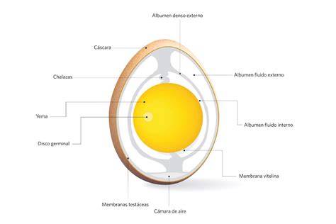 Esquema de las partes de un huevo fértil y un huevo infértil
