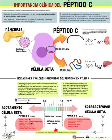 Algoritmo de diagnóstico diferencial: evaluación de insulina, péptido C, cortisol y hormona de crecimiento ante una hipoglucemia persistente.