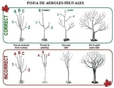 Esquema de poda de árboles frutales