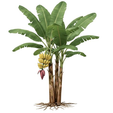 Fotografía de una planta de plátano con racimo de fruta