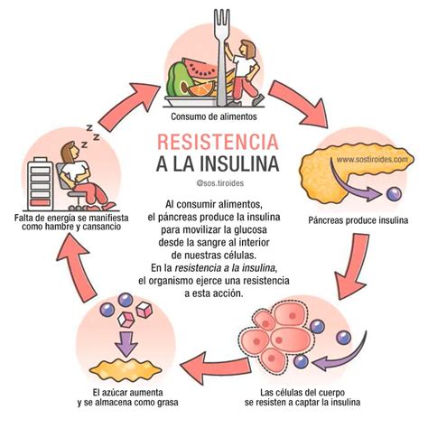 Infografía: Mecanismo de la resistencia a la insulina en el embarazo
