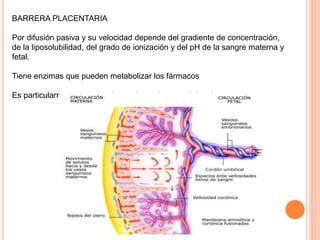 Esquema de la barrera placentaria y el paso de fármacos