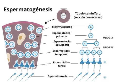 Esquema general del proceso de espermatogénesis dentro de un túbulo seminífero.