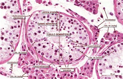 Microfotografía de un corte histológico de un túbulo seminífero, mostrando diferentes etapas de células germinales y células de Sertoli.