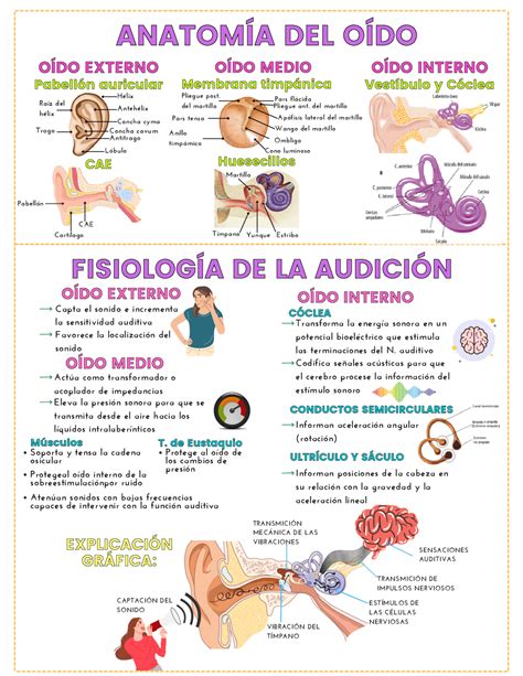 Infografía sobre cómo los petardos afectan al oído