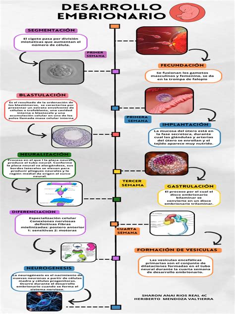 Infografía: Línea de tiempo de las pruebas en el desarrollo embrionario y fetal