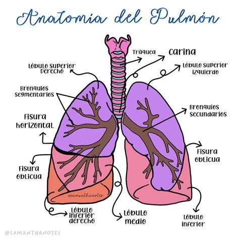 Esquema anatómico de un pulmón inmaduro vs. pulmón desarrollado mostrando la falta de surfactante y alvéolos colapsados.