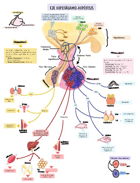 Diagrama de la vía hormonal hipotálamo-hipófisis-gonadal mostrando dónde actúan los antiestrógenos.