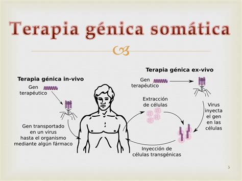Diagrama comparativo: Terapia génica somática vs. Terapia génica germinal
