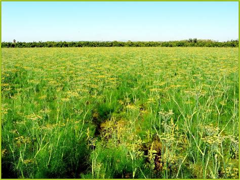 Campo de hinojo en flor con un fondo mediterráneo