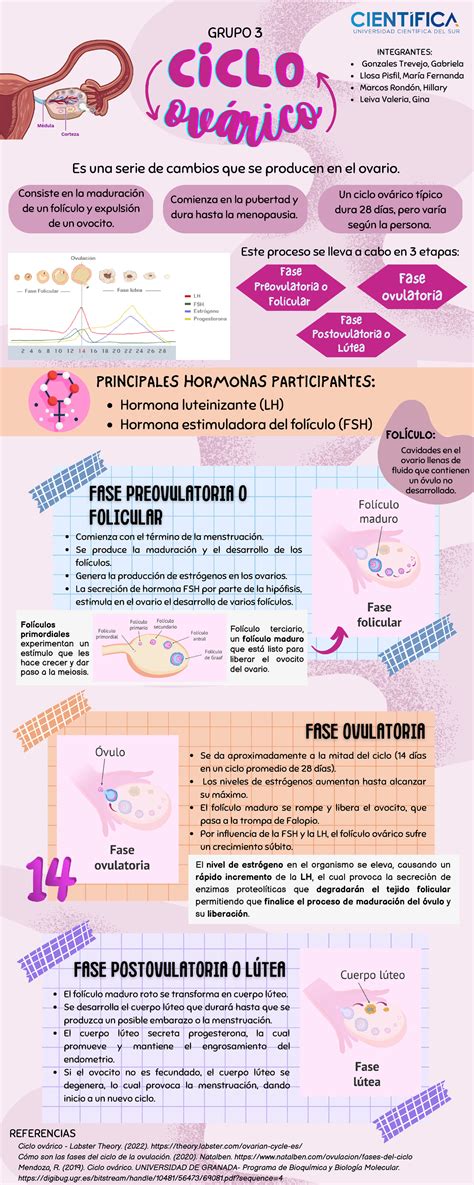 Infografía comparativa del ciclo ovárico natural y un ciclo de estimulación controlada