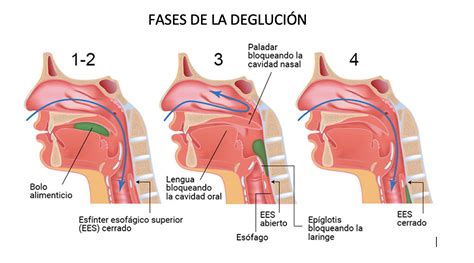 Diagrama que muestra la anatomía de la succión infantil y la coordinación de la respiración y deglución.