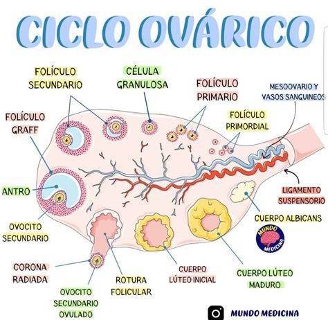Esquema ilustrativo del ciclo ovárico y la formación de un folículo con hemorragia en la superficie del ovario.