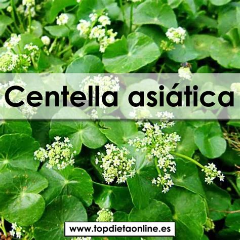 Esquema de las propiedades de la Centella asiática