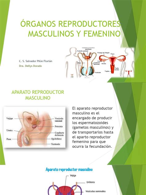 Diagrama que ilustra los órganos reproductores masculinos (pterigopodios) y femeninos (ovarios, glándulas nidamentarias) de un tiburón.