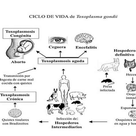 Esquema del ciclo de vida del Toxoplasma gondii, mostrando la transmisión entre gatos, otros animales y humanos.