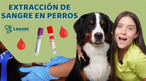 Imagen de un veterinario extrayendo sangre de un perro para análisis, simbolizando el diagnóstico de enfermedades.