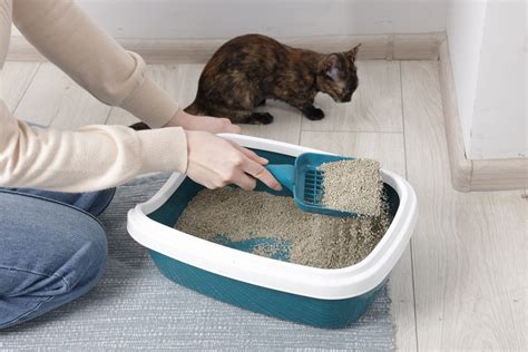 Imagen de un arenero de gato siendo limpiado cuidadosamente, destacando la importancia de la higiene.