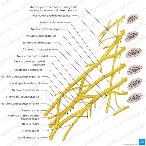 Ilustración esquemática del plexo braquial y las zonas de inervación del brazo
