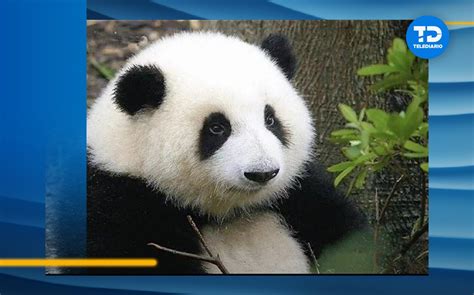 Panda gigante macho y hembra interactuando durante el cortejo, con otros machos observando a distancia