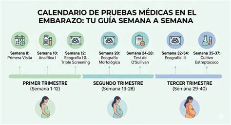infografía sobre pruebas médicas durante el embarazo