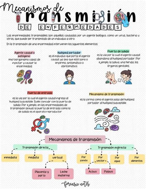 Ilustración esquemática de los mecanismos de transmisión de infecciones maternas al feto en el útero