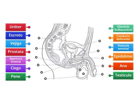 Esquema del tracto urogenital masculino con énfasis en las áreas que pueden ser afectadas por infecciones bacterianas
