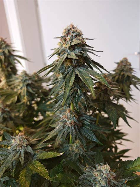 Foto detallada de cogollos de cannabis en floración